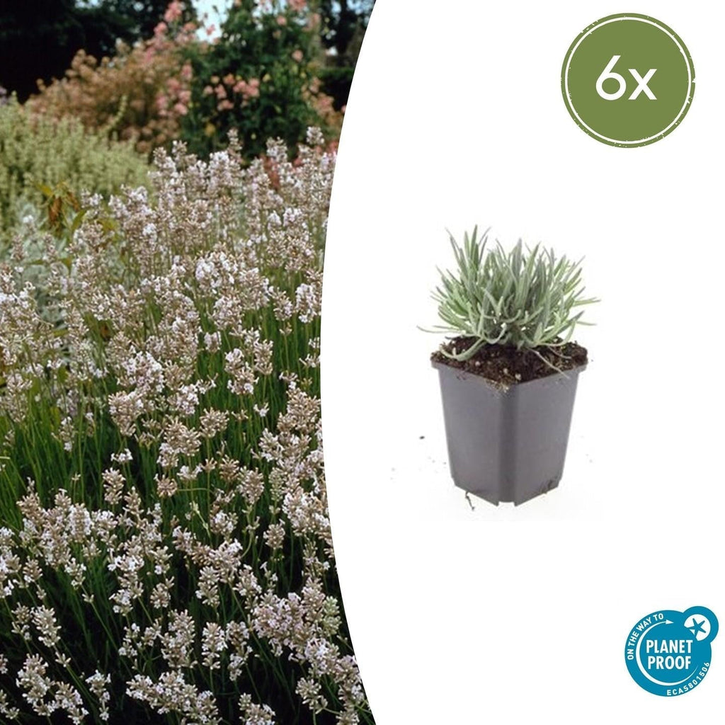 Lavendel Lavandula int. 'Edelweiss' – ↕10-25cm – Ø9cm – Weiße Blüten, Bienen – & Schmetterlingsfreundlich, Winterhart – Plant