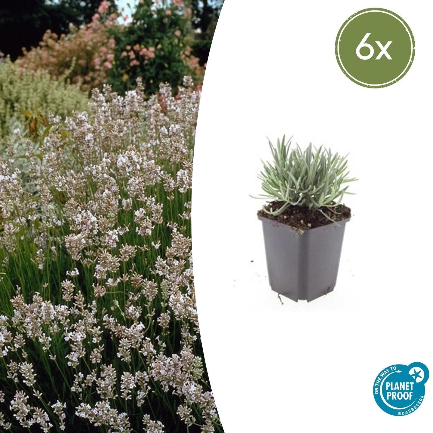 Lavendel Lavandula int. 'Edelweiss' – ↕10-25cm – Ø9cm – Weiße Blüten, Bienen – & Schmetterlingsfreundlich, Winterhart – Plant