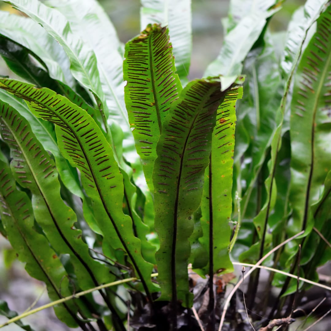 Hirschzungenfarn Asplenium scolopendrium – Immergrüner Farn für Schatten & Halbschatten – Strukturpflanze für Garten & Beet – 10-25cm – Ø9cm – Winterhart