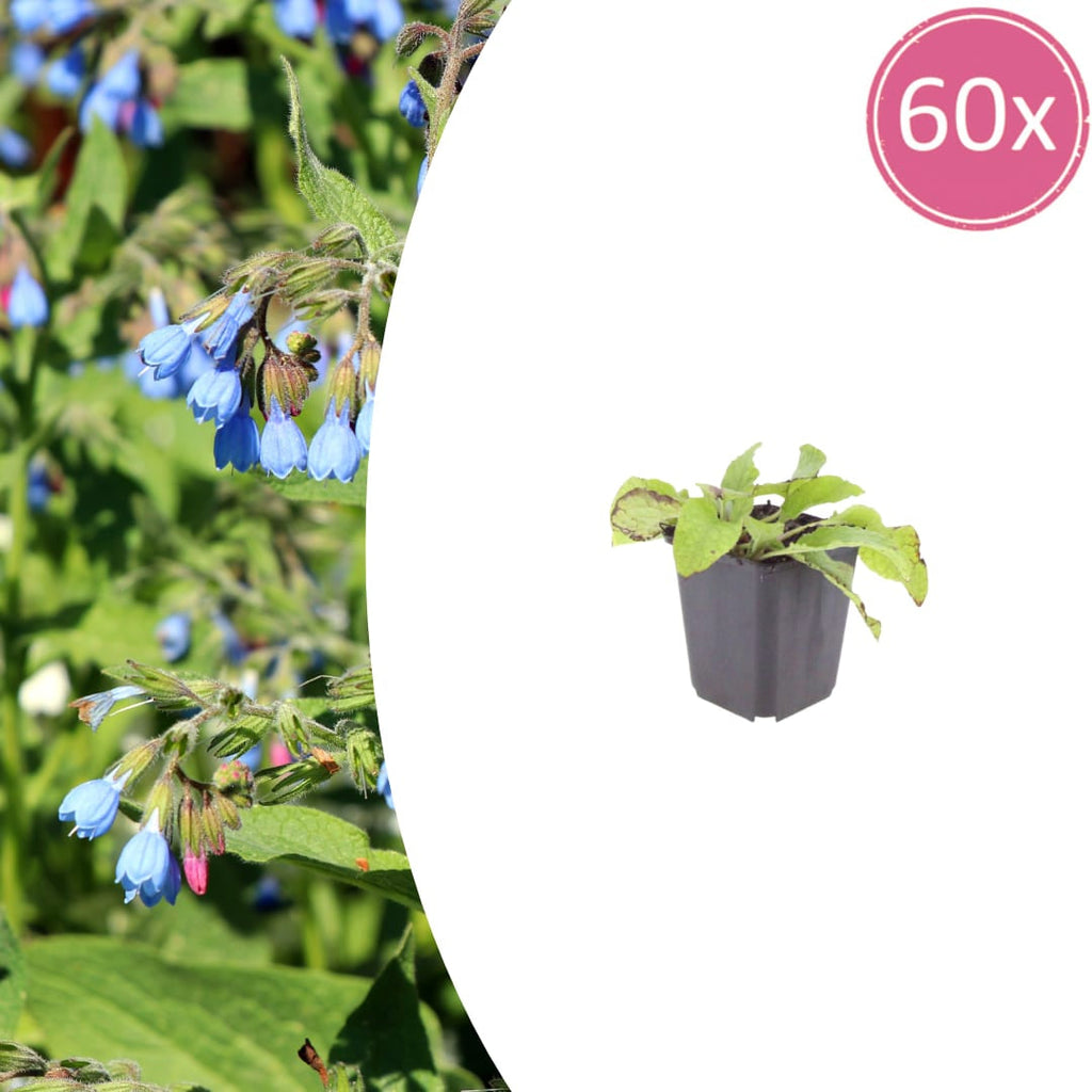 Symphytum grandiflorum Wisley Blue – Ø9cm – Höhe 10-25cm – Blauer Beinwell – Bodendecker für Schattenbeet – Winterharte Staude