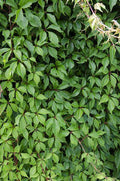 Wilder Wein Parthenocissus quinquefolia 'Engelmannii' Kletterpflanze Ø15cm ↕65cm – winterharte Pflanze für Garten, Balkon, Terrasse, Kübel & Beet – Plant