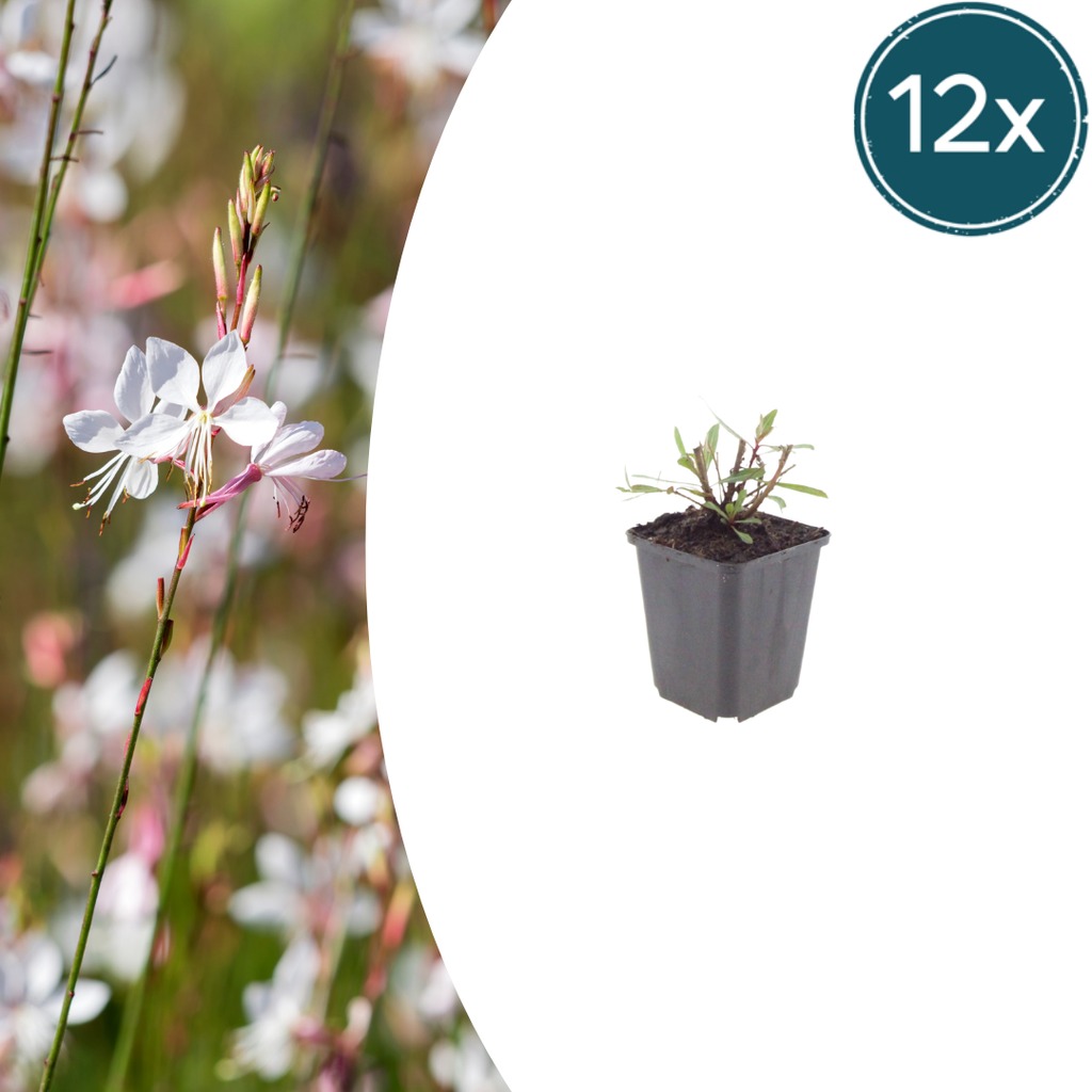 Gaura lindheimeri Whirling Butterflies – Ø9cm – Höhe 10-25cm – Prachtkerze – Reinweiße Blüten – Für Beet, Präriegarten & Kübel