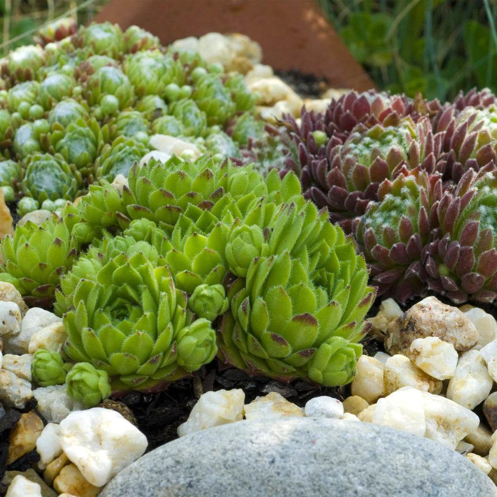 Bodendecker Sempervivum Big Sam – Winterhart – Verschiedene Farben – Pflegeleichte Hauswurz für Beete, Steingärten, Balkon & Terrasse – Plant
