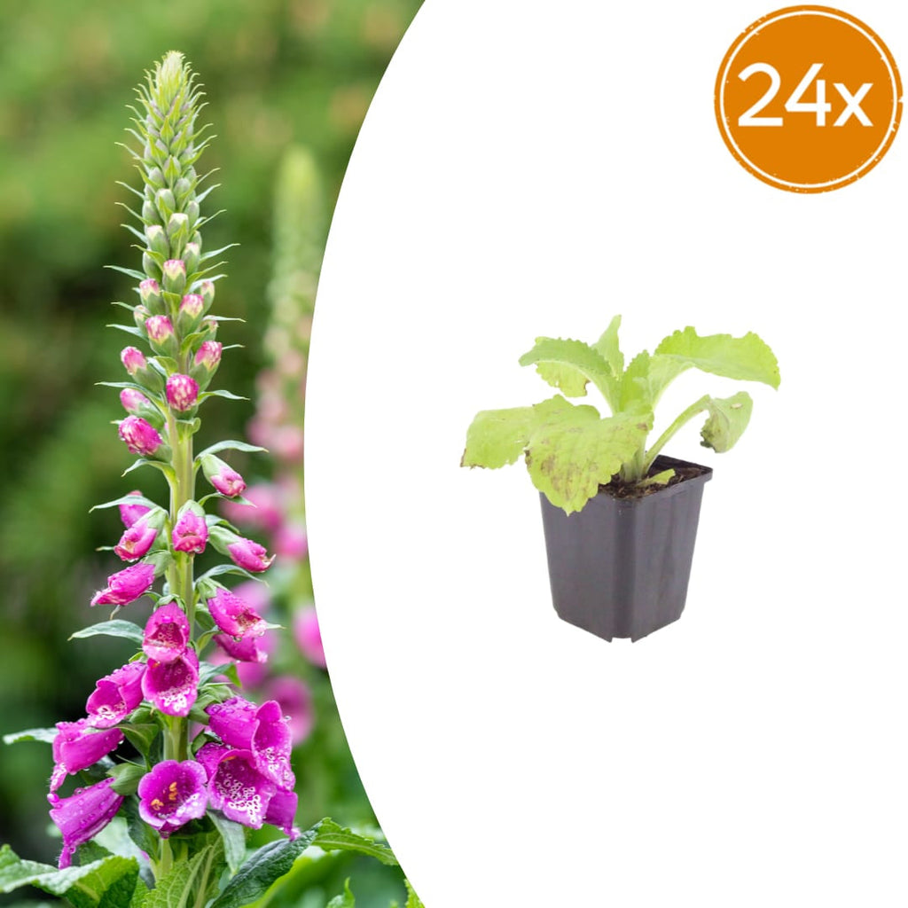 Roter Fingerhut Digitalis purpurea – 10-25cm – Ø9cm – Hohe Blütenstaude für Garten & Cottage – Beet – Bienenfreundliche Sommerblume