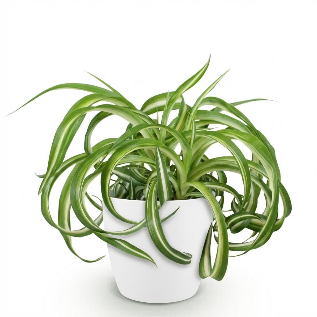 Chlorophytum Comosum Bonnie Lockige Graslilie – Zimmerpflanze im weißen Topf Ø12cm Höhe20cm – Haustierfreundliche Grünpflanze