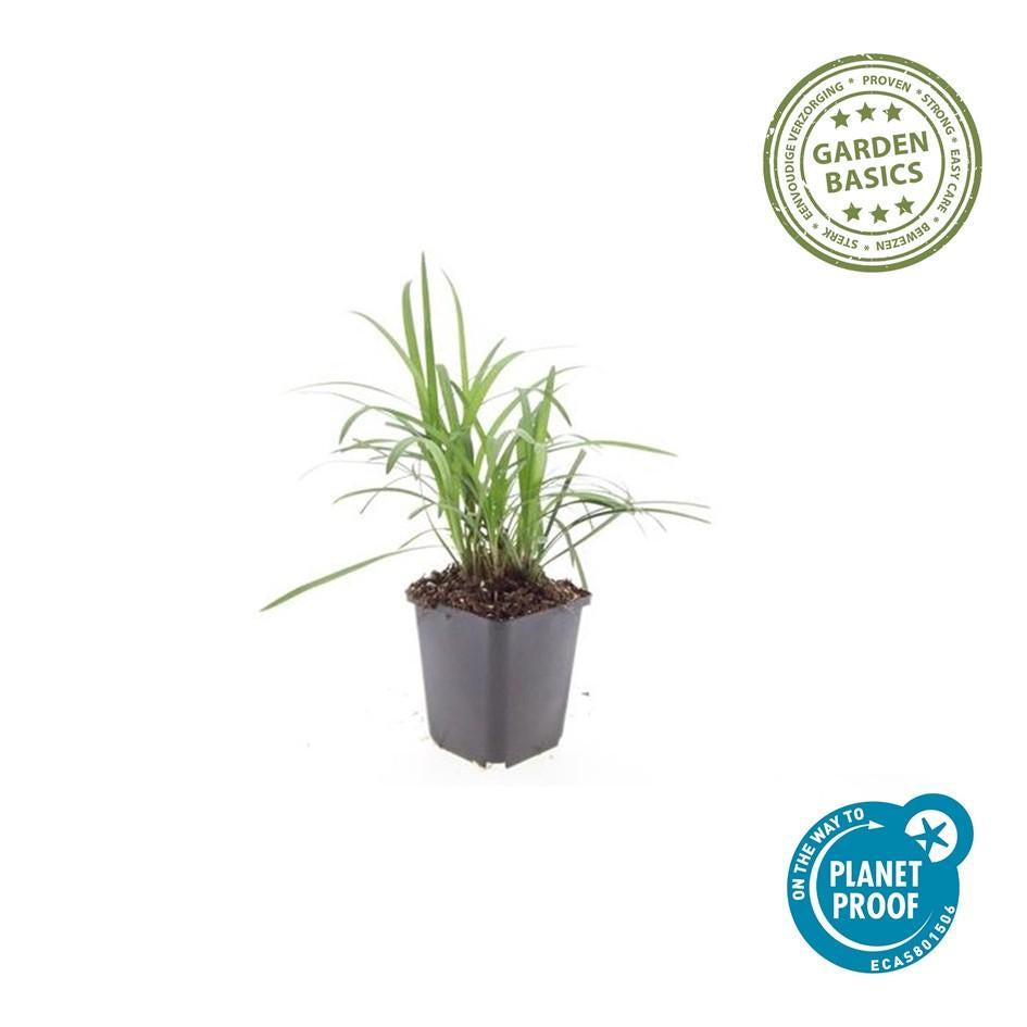 Glöckchentraube Liriope muscari Moneymaker – ↕10-25cm – Ø9cm – Violette Blüten Pflegeleicht – Plant