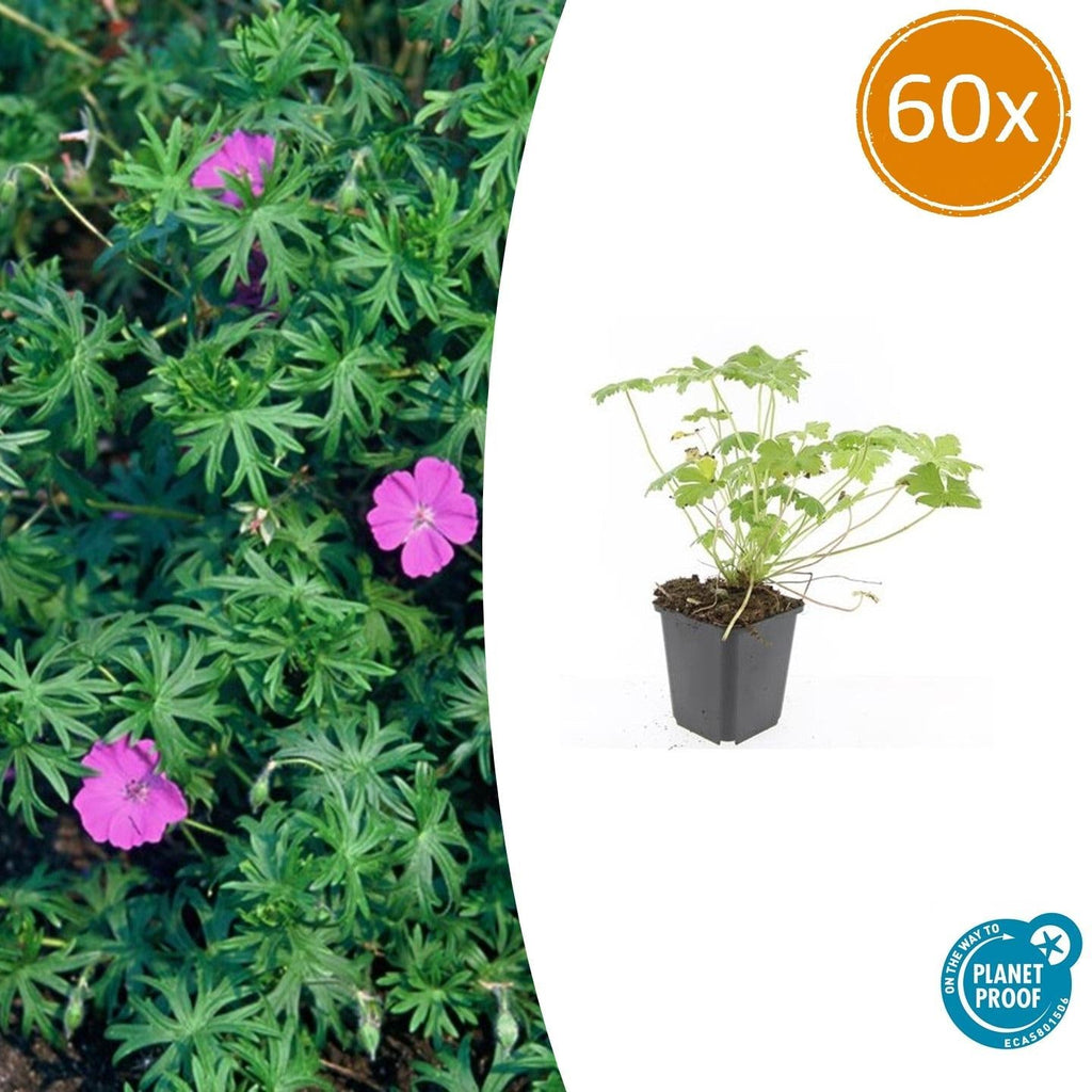 Blut – Storchschnabel Geranium 'Tiny Monster' – ↕10-25cm – Ø9cm – Kompakte, sommerblühende Staude für Beet, Kübel & Bodendecker – Plant