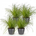 Cyperus Alternifolius Zumula Katzengras – Zimmerpflanze im grauen Topf Ø12cm Höhe20cm – Haustierfreundliche Grünpflanze – Pflegeleicht