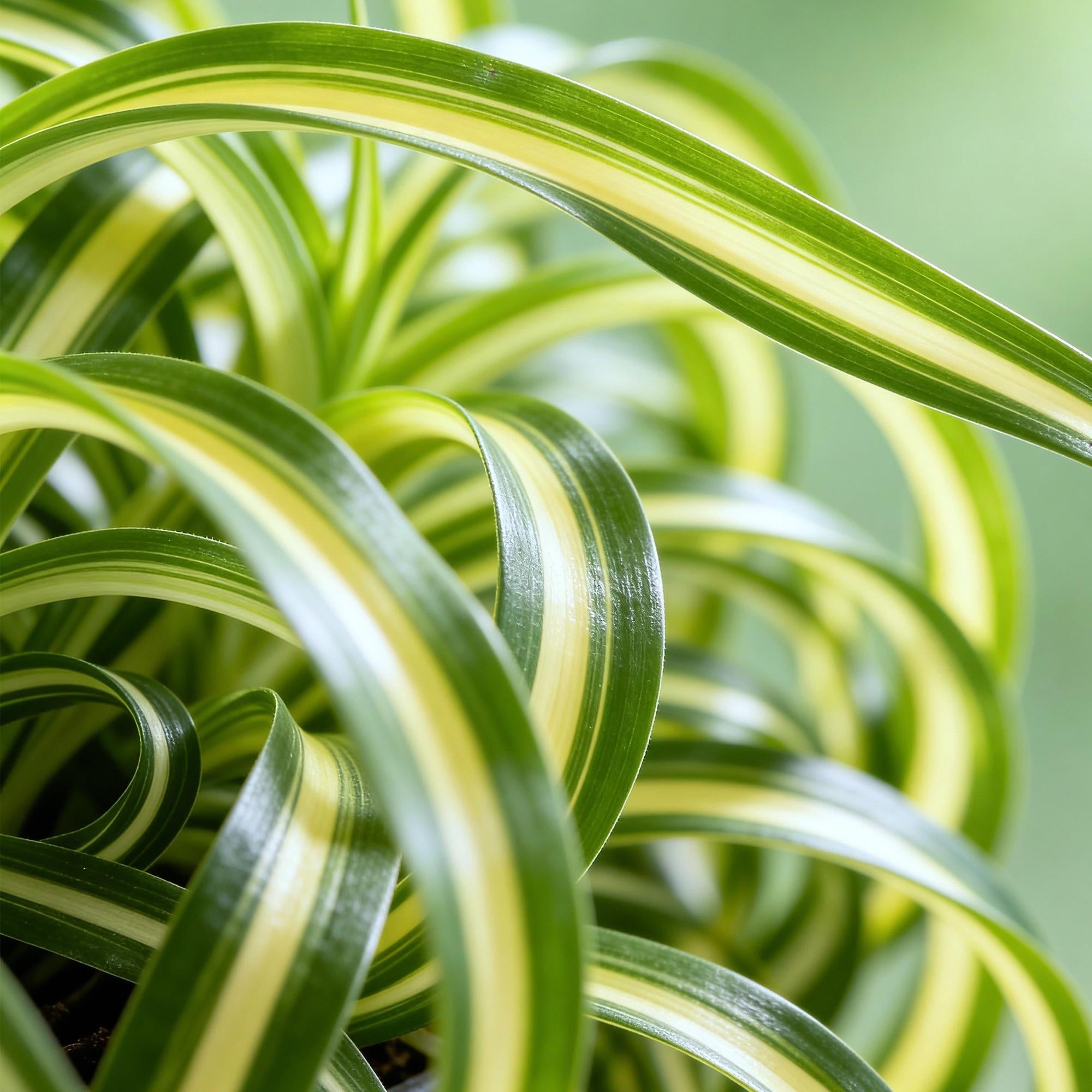 Chlorophytum comosum Bonnie Zimmerpflanzen inkl. Naturkorb