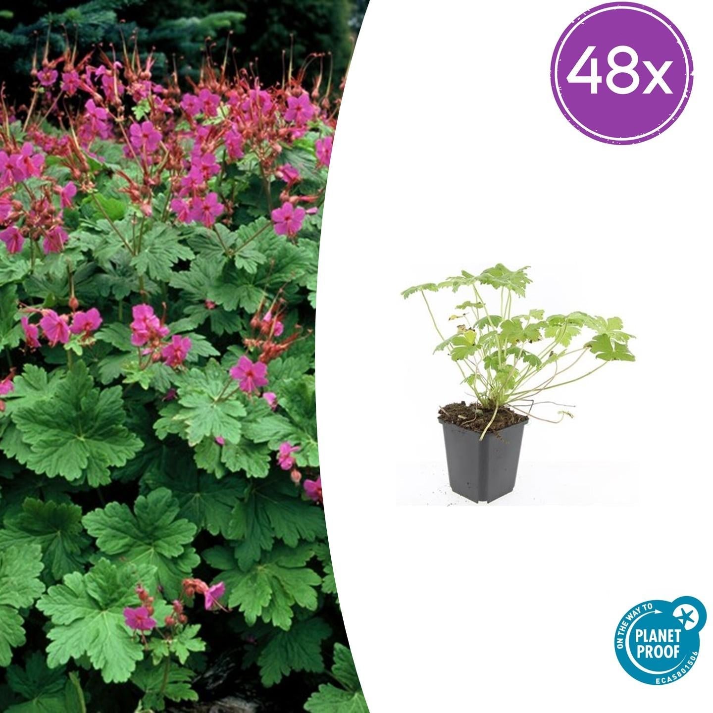 Storchschnabel Geranium macrorrhizum 'Czakor' – ↕10-25cm – Ø9cm – Tiefrosa Blüten – Aromatisches Laub – Robuster Bodendecker – Plant