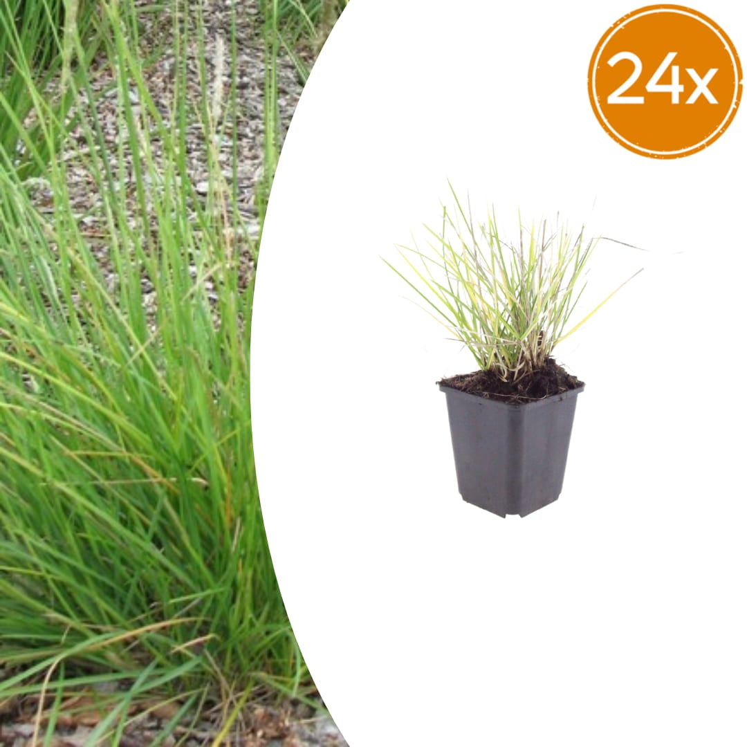 Sesleria autumnalis – Ø9cm – Höhe 10-25cm – Winterhartes Ziergras – Goldbraune Herbstfärbung
