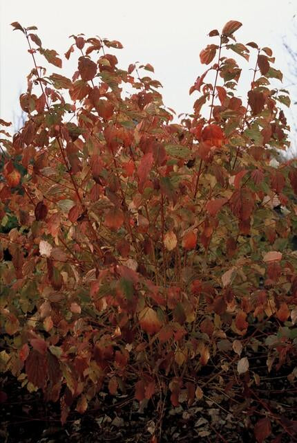 Roter Hartriegel – Cornus sanguinea 'Midwinter Fire' – ↑10-25cm – Ø9cm – Winterharter Zierstrauch, Leuchtende Zweige, Pflegeleicht – Plant