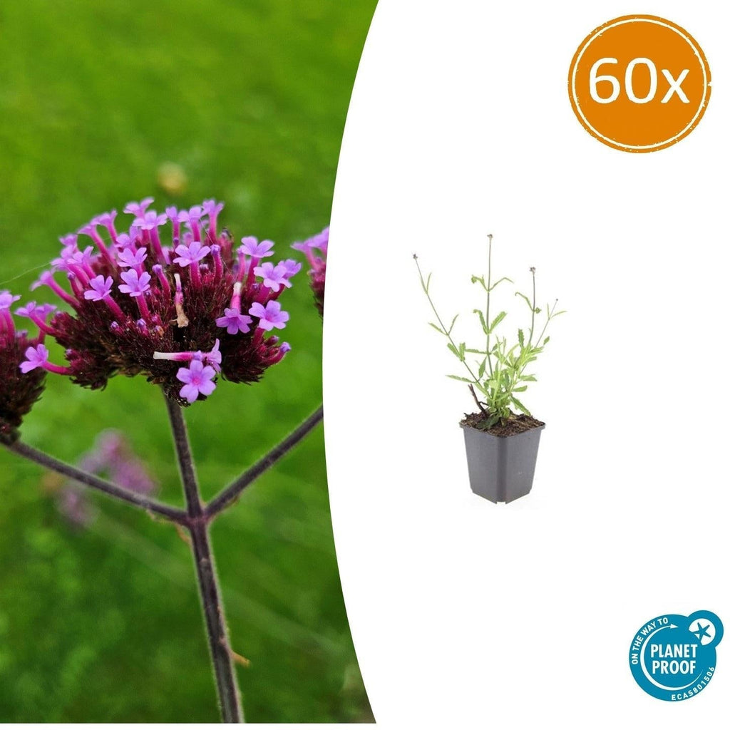 Hohes Eisenkraut Verbena bonariensis 'Lollipop' – ↕10-25cm – Ø9cm – Lilafarbene Blüten – Langblühend – Pflegeleicht – Plant
