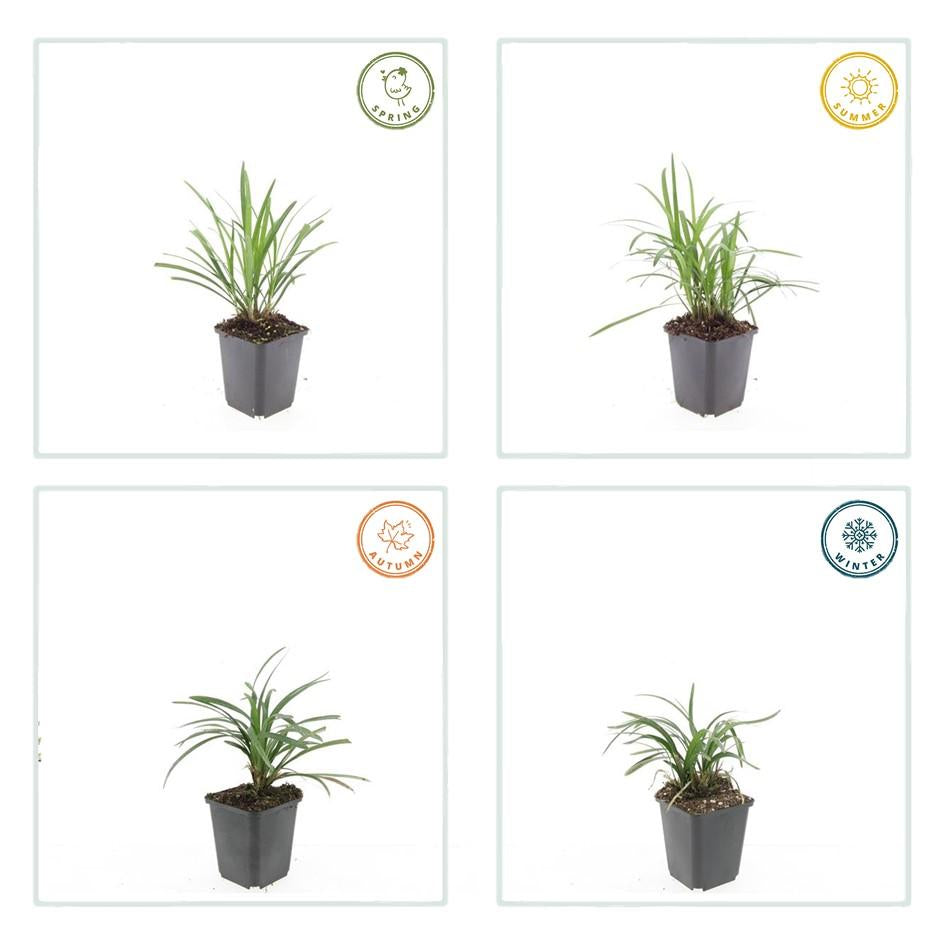 Glöckchentraube Liriope muscari Moneymaker – ↕10-25cm – Ø9cm – Violette Blüten Pflegeleicht – Plant