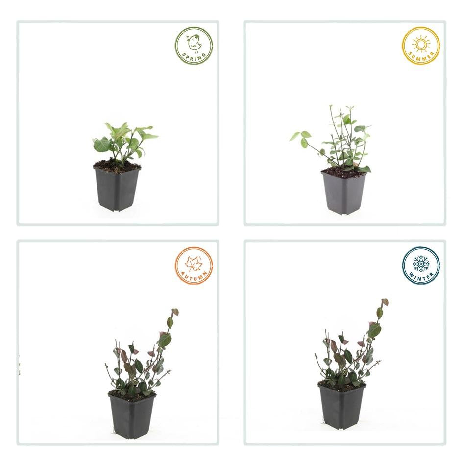 Purpur – Kriechspindel Euonymus fortunei 'Coloratus' – ↕10-25cm – Ø9cm – & Hecken – Plant