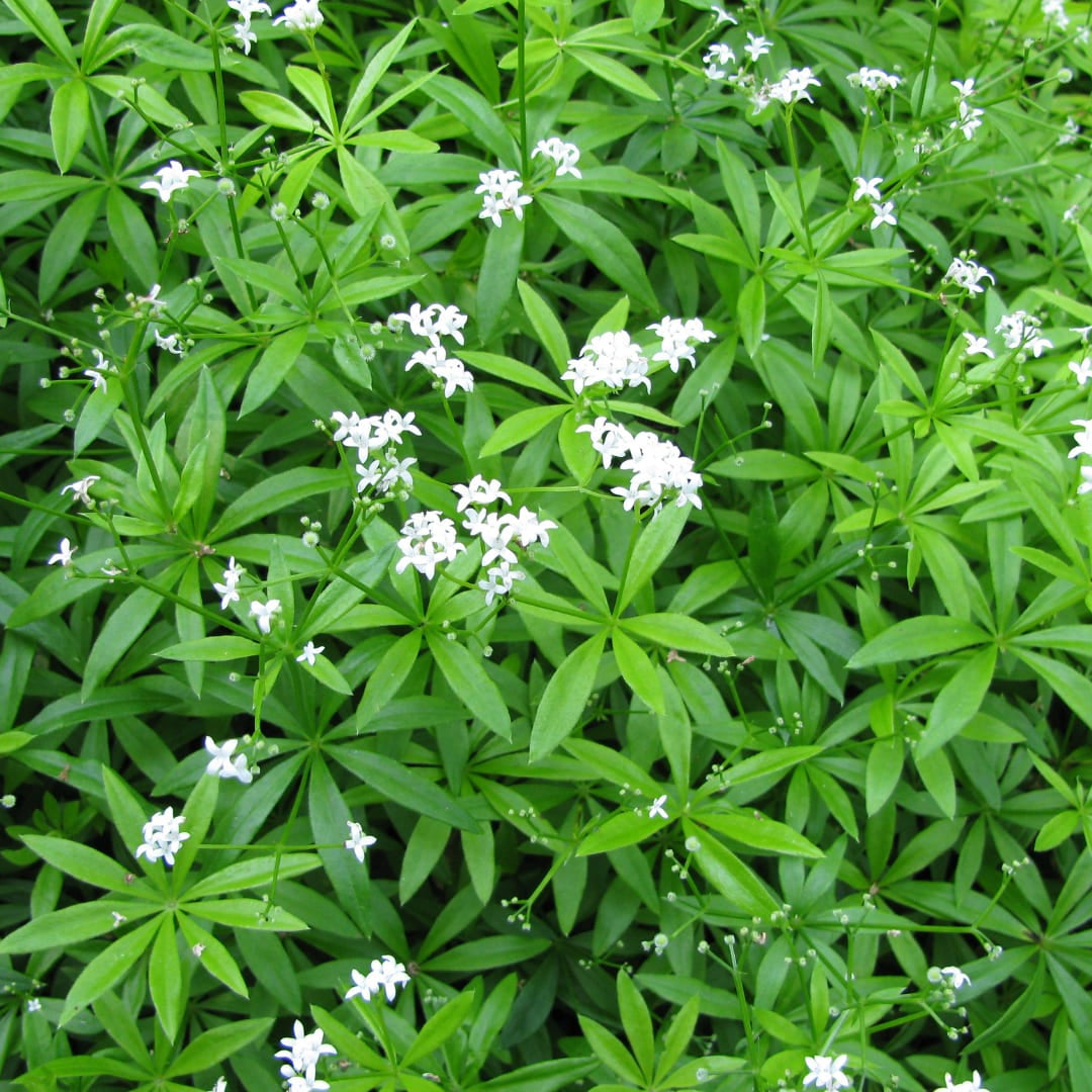 Galium odoratum Waldmeister – Ø9cm – Höhe 10-25cm – Duftender Bodendecker – Weiße Blüten – Pflegeleicht für Schattenbeet & Naturgarten
