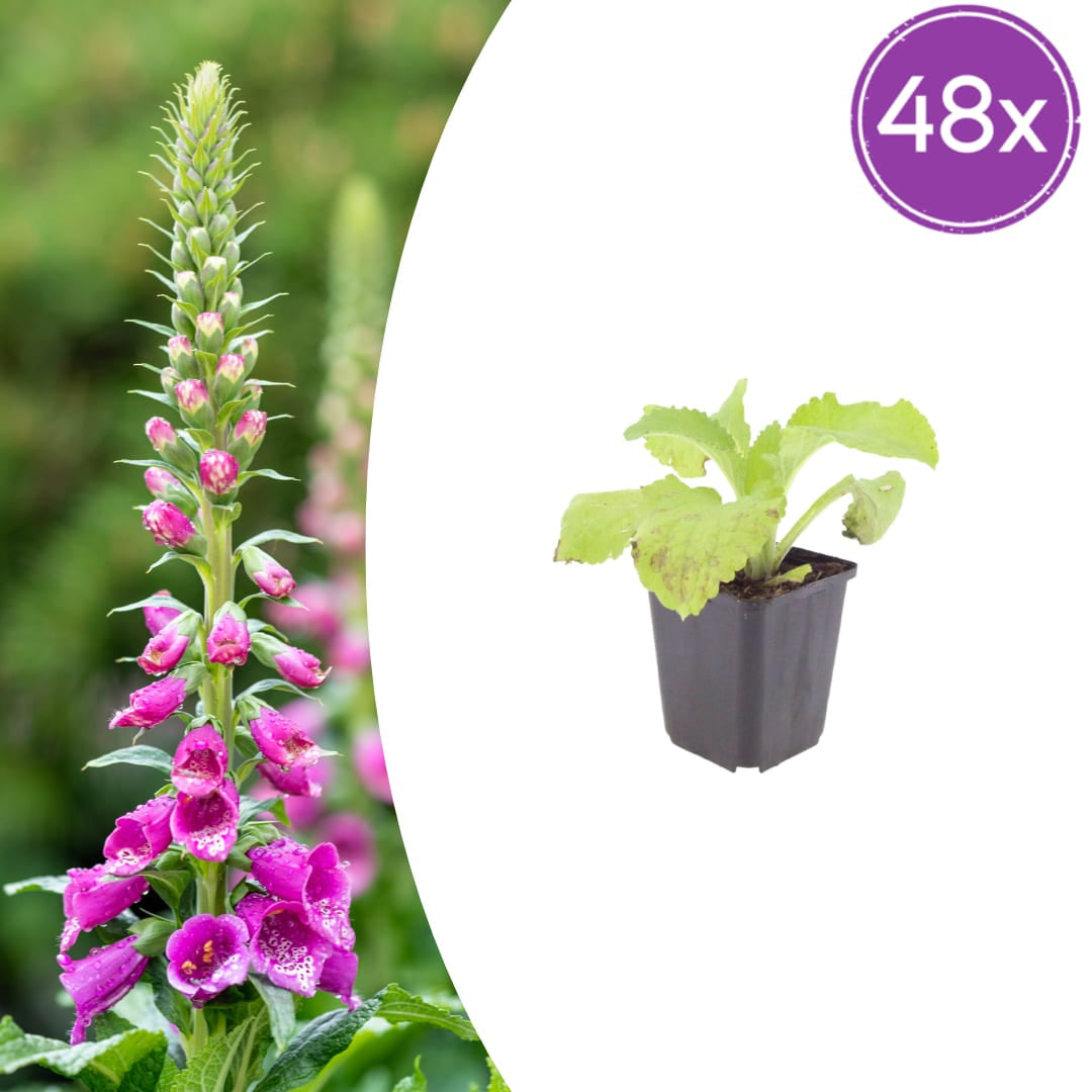 Roter Fingerhut Digitalis purpurea – 10-25cm – Ø9cm – Hohe Blütenstaude für Garten & Cottage – Beet – Bienenfreundliche Sommerblume