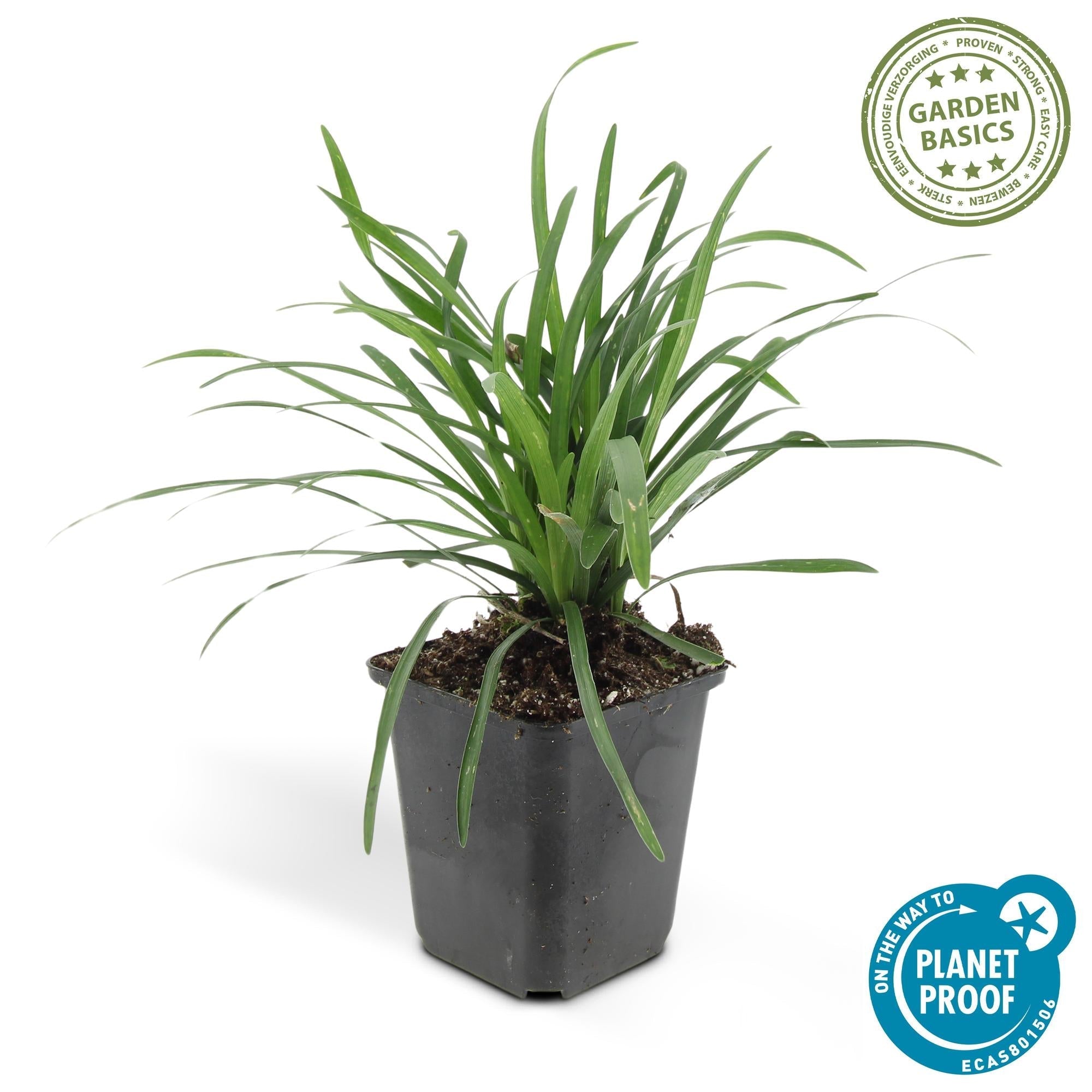 Lilientraube Liriope muscari Big Blue – ↕10-25cm – Ø9cm – Pflegeleicht Halbschatten – Plant