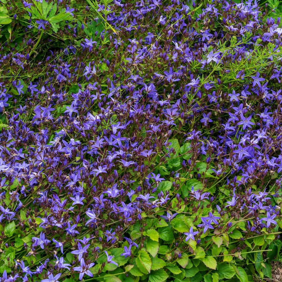 Campanula poscharskyana – Polster – Glockenblume – 10-25cm – Ø9cm – Winterharte Bodendecker Staude – Blühpflanze für Mauer, Beet & Balkon