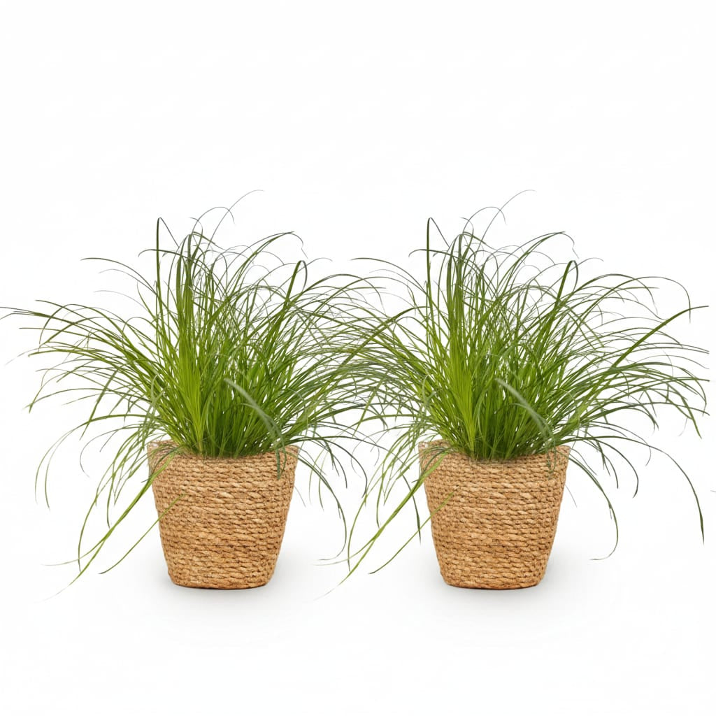 Cyperus Alternifolius Zumula Katzenpflanze – Zimmerpflanze im Korb Ø12cm Höhe20cm – Haustierfreundliche Grünpflanze – Pflegeleicht