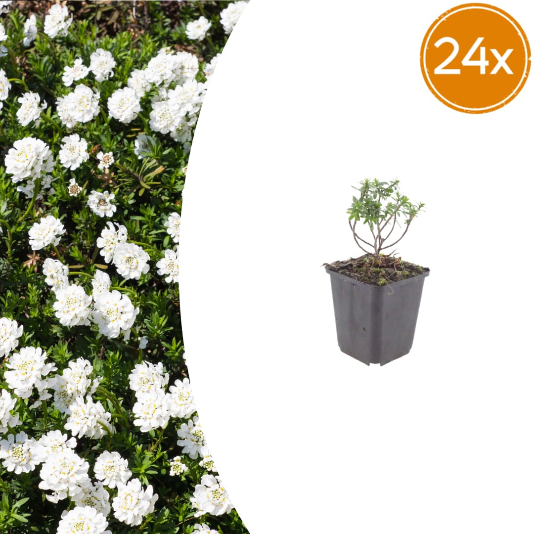 Iberis sempervirens Schneeflocke – Ø9cm – Höhe 10-25cm – Winterharte Bodendecker Staude – Weiße Frühlingsblüte – Immergrün für Beet & Steingarten