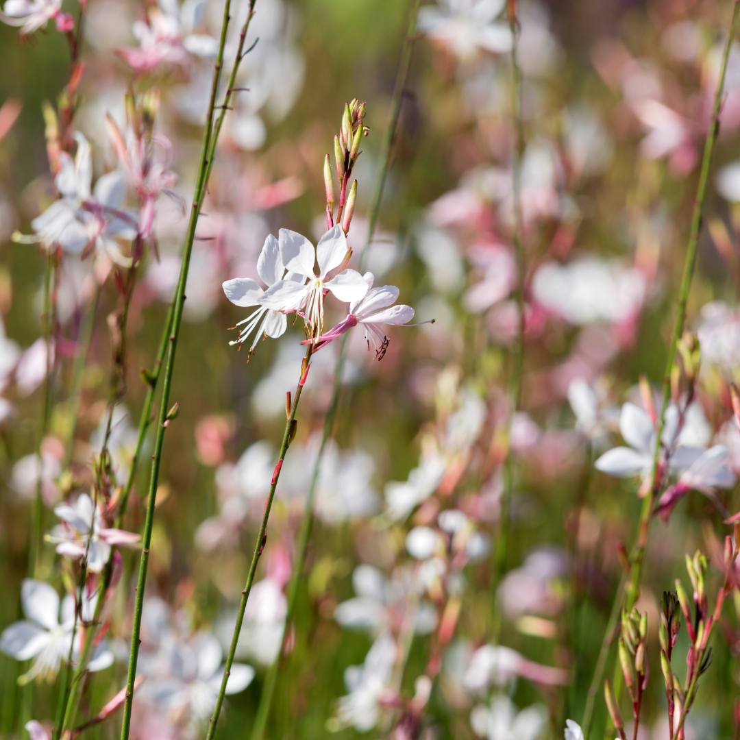 Gaura lindheimeri Whirling Butterflies – Ø9cm – Höhe 10-25cm – Prachtkerze – Reinweiße Blüten – Für Beet, Präriegarten & Kübel