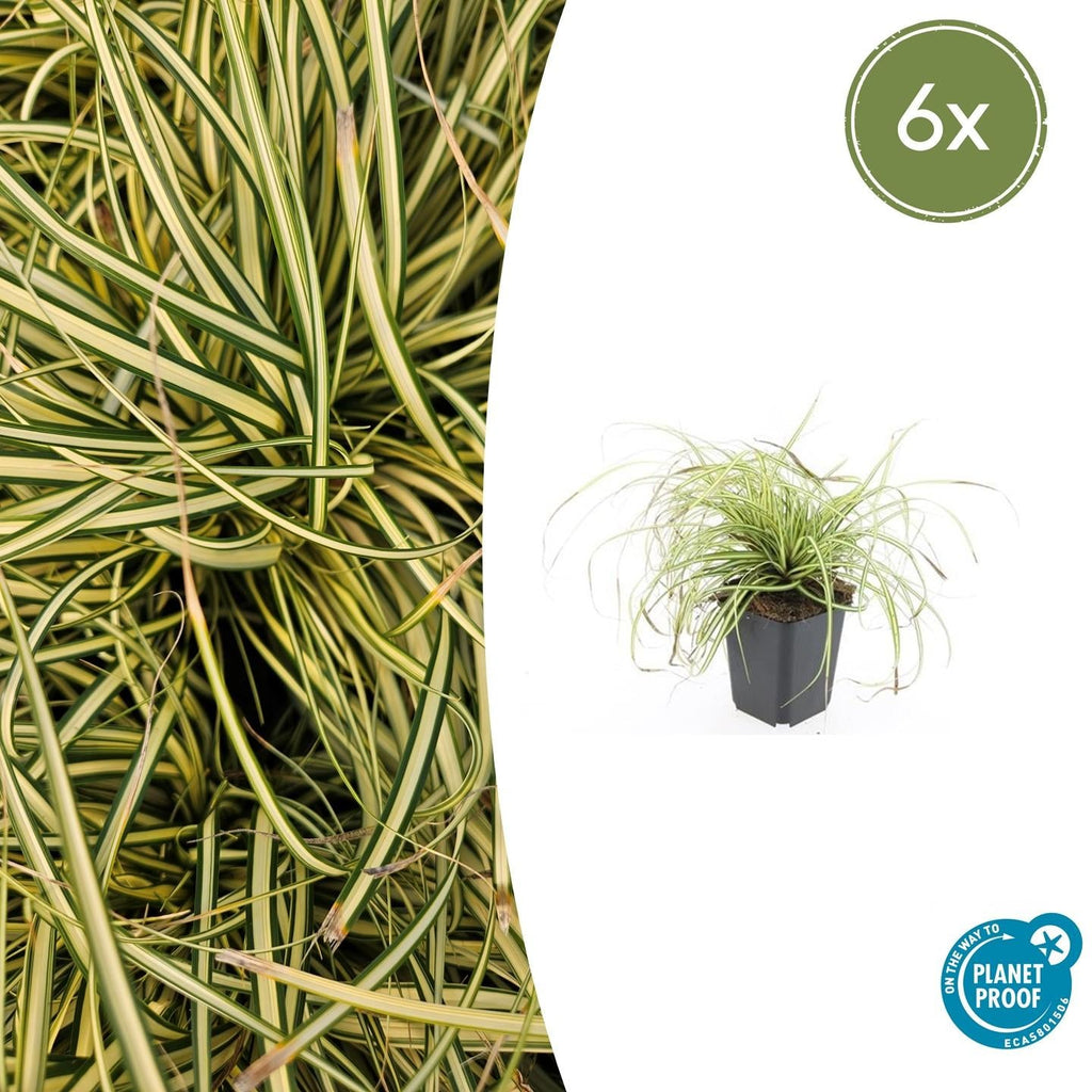 Gold Segge Carex oshimensis 'Evergold' – ↕10-25cm – Ø9cm – Immergrün – Pflegeleicht – Schattentauglich – Plant