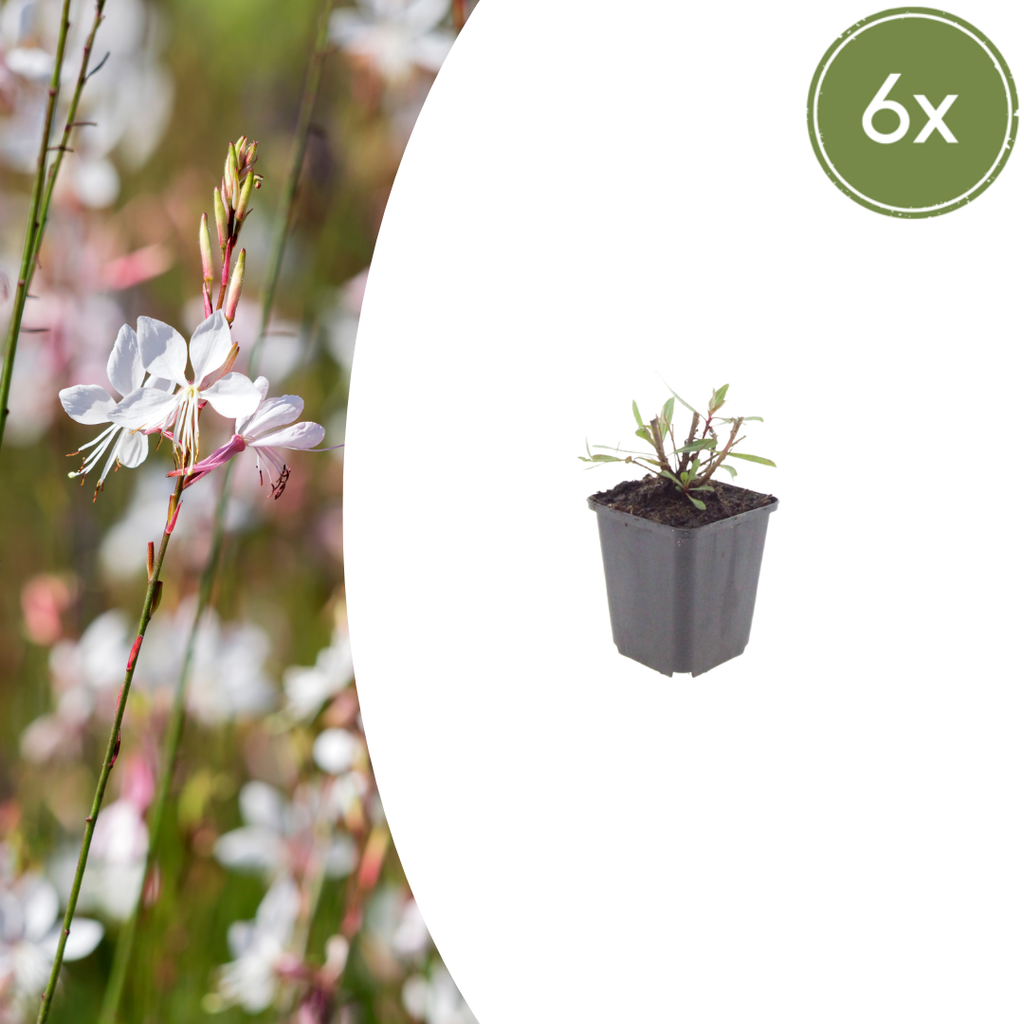 Gaura lindheimeri Whirling Butterflies – Ø9cm – Höhe 10-25cm – Prachtkerze – Reinweiße Blüten – Für Beet, Präriegarten & Kübel