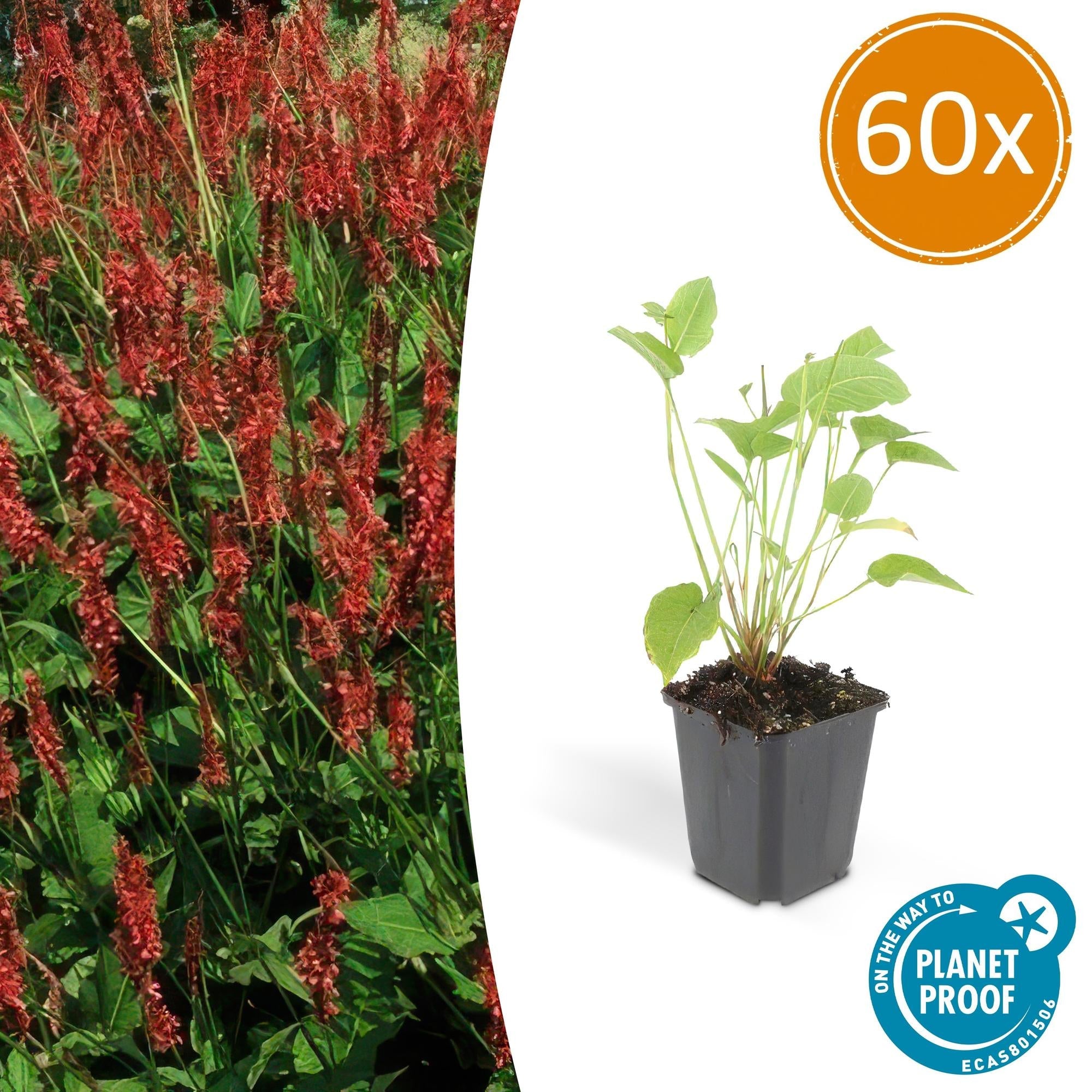 Kerzenknöterich Persicaria amplexicaulis – ↕10-25cm – Ø9cm – Robuste Staude für Garten & Beete – Rote Blüten – Plant