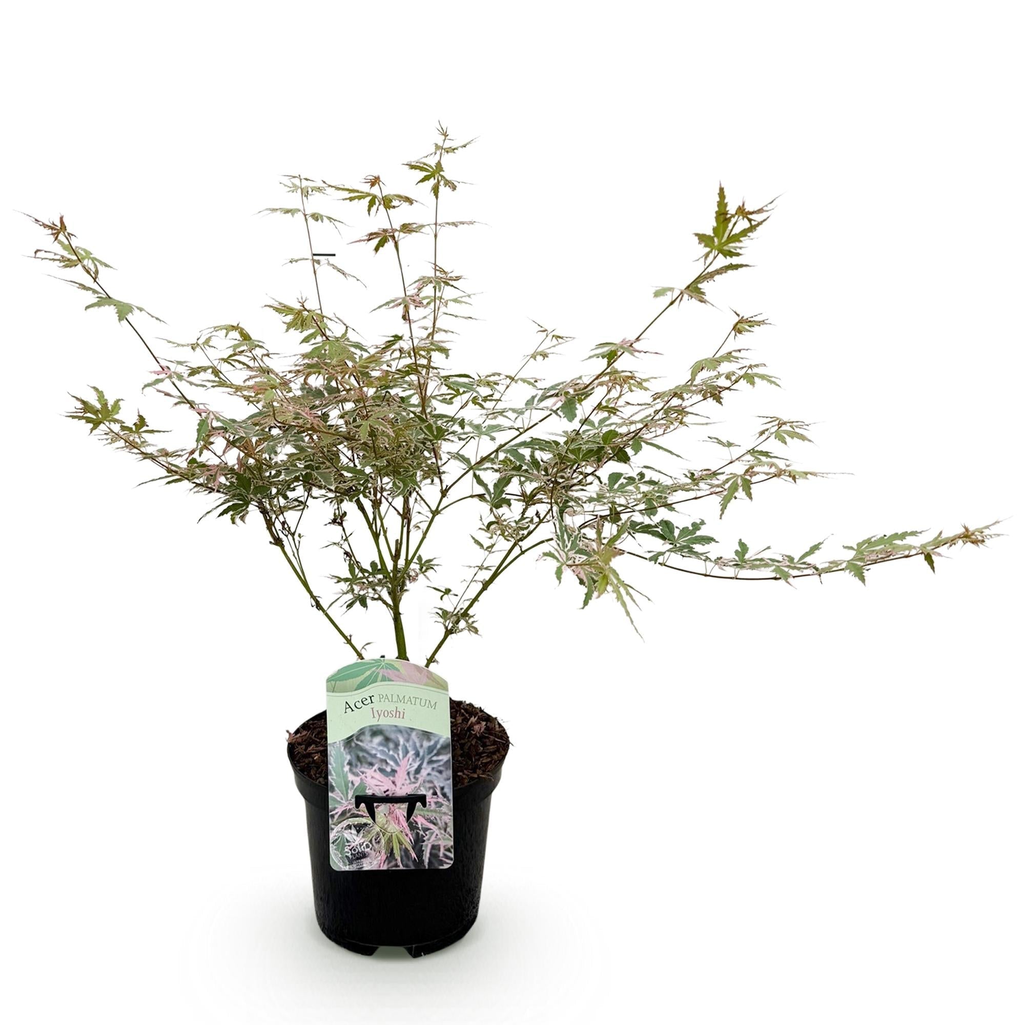 Japanischer Ahorn Acer palmatum Iyoshi – Rosa Balkonpflanze – Ø19cm – Höhe ca. 70cm – Fein geschnittener Zierahorn für Beet & Balkon – Plant