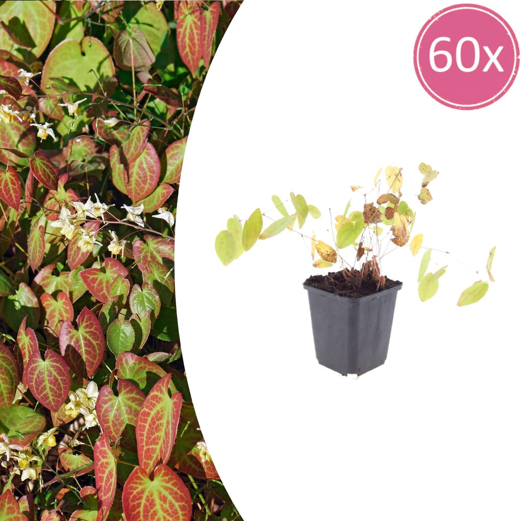 Elfenblume Epimedium × youngianum ‘Niveum’ – 10-25cm – Ø9cm – Weiße Schattenstaude – Winterharter Bodendecker für Garten & Gehölzrand