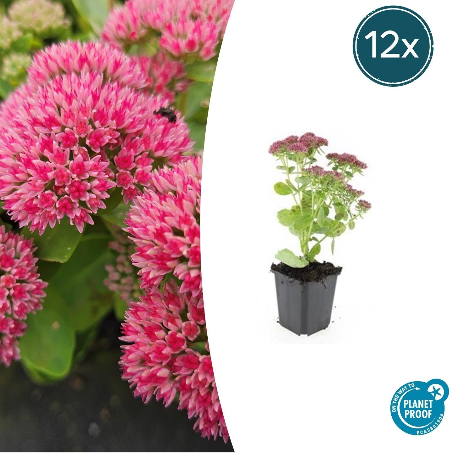 Hohes-Fettblatt Sedum 'Herbstfreude' – ↕10-25cm – Ø9cm – Winterhart – Trockenheitstolerant – Bienenfreundlich – Spätsommerblüte – Plant