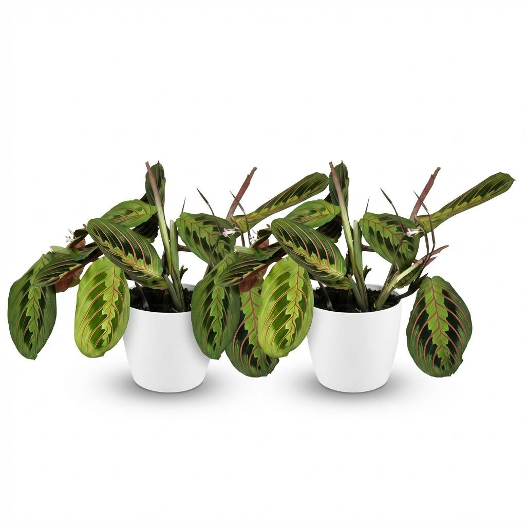 Maranta Fascinator Tricolour Gebetsblatt Pflanze mit weißem Topf Ø12cm Höhe 25cm Haustierfreundliche Grünpflanze pflegeleicht für Zimmer & Büro