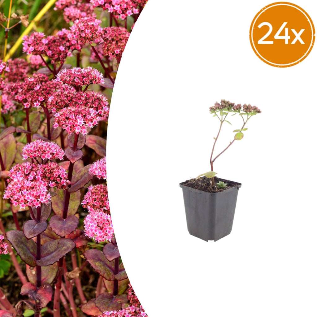 Sedum Matrona – Ø9cm – Höhe 10-25cm – Winterharte Fetthenne – Dunkelrosa Blüten