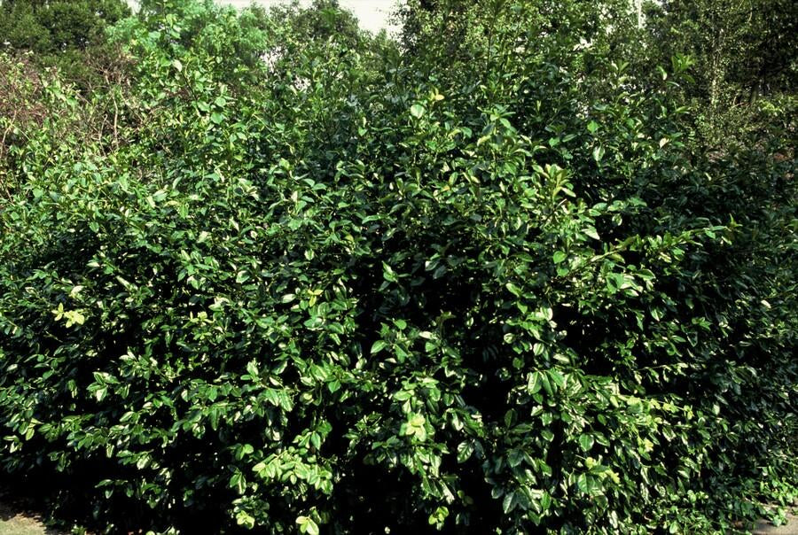 Purpur – Kriechspindel Euonymus fortunei 'Coloratus' – ↕10-25cm – Ø9cm – & Hecken – Plant
