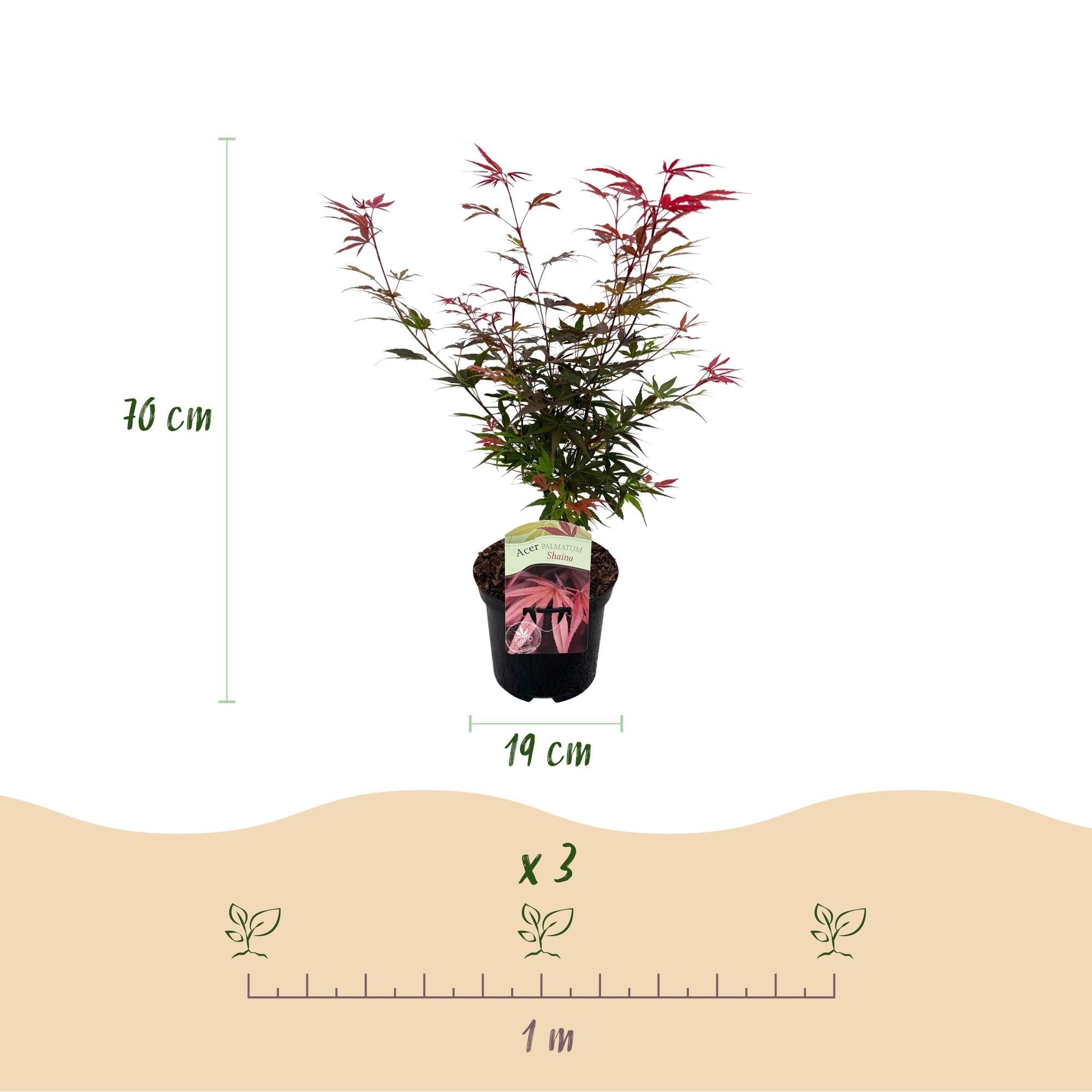 Japanischer Ahorn – Acer palmatum 'Shaina' – ca. 70cm hoch – Ø19cm – kompakte Sorte mit tiefrotem Laub – Balkon – & Gartenpflanze – Plant