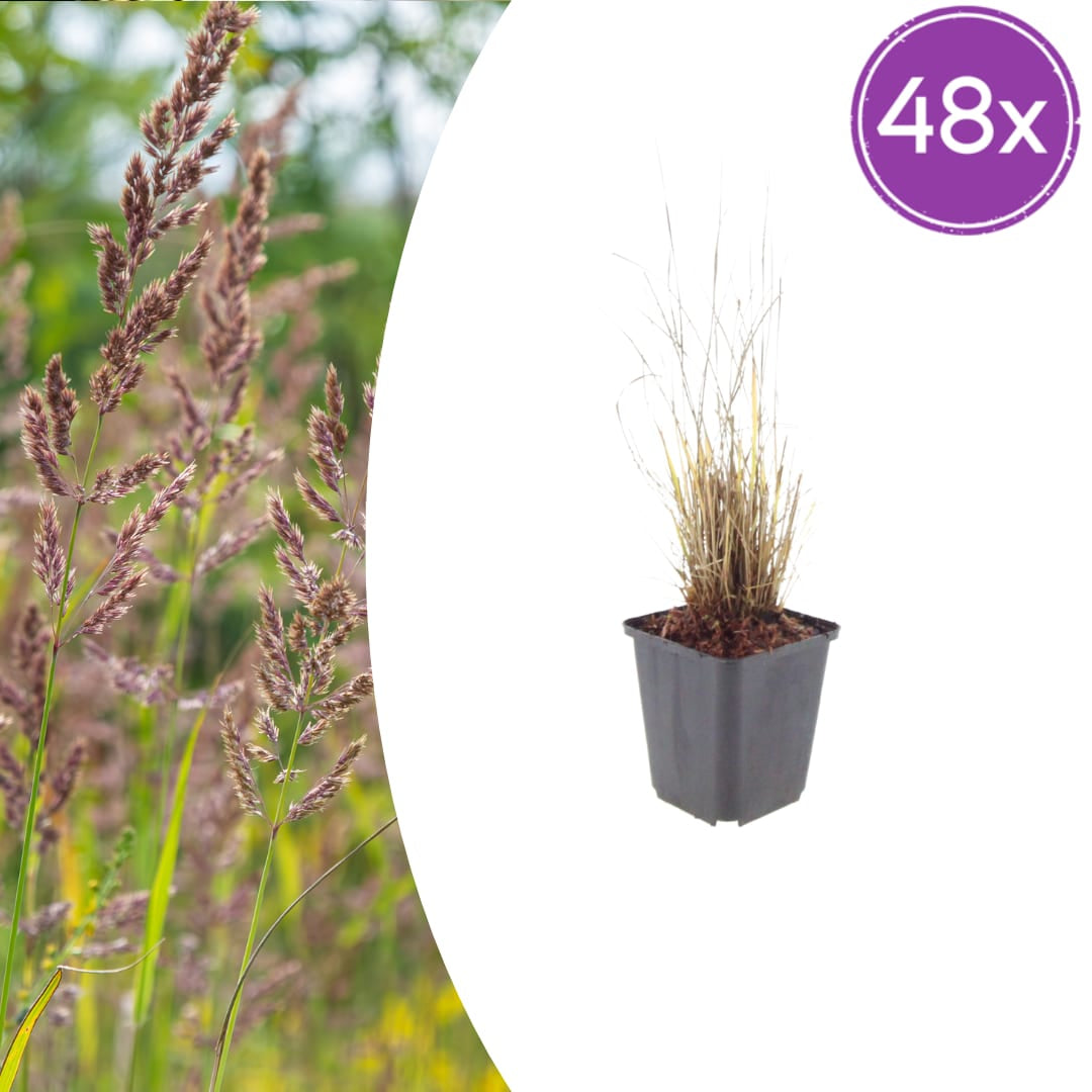 Calamagrostis brachytricha – Diamantgras – 10-25cm – Ø9cm – Ziergras mit rosafarbenen Blütenrispen