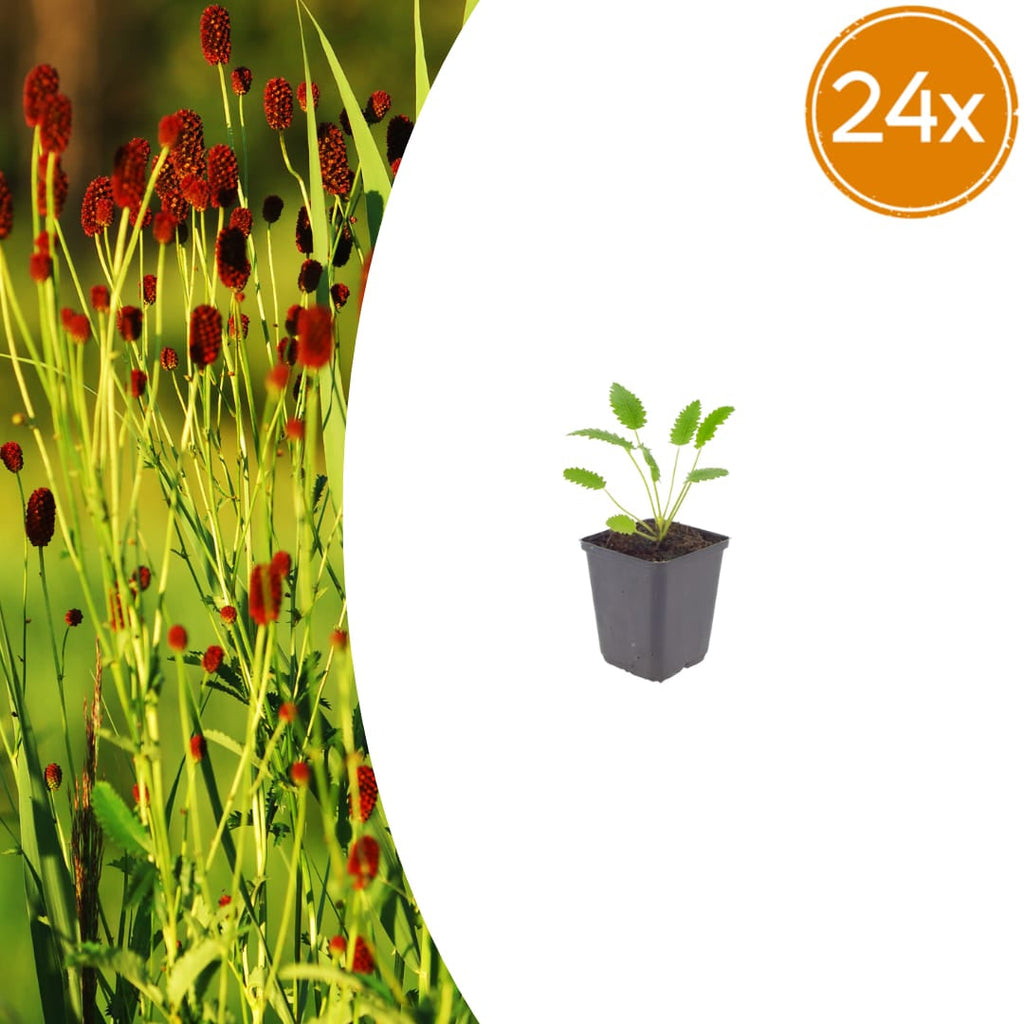 Sanguisorba officinalis Tanna – Ø9cm – Höhe 10-25cm – Winterharte Staude – Dunkelrote Blütenähren – Für Beet, Naturgarten & Präriegarten