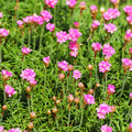 Grasnelke Armeria maritima ‘Splendens’ – 10-25cm – Ø9cm – Winterharte Staude mit rosa Blüten
