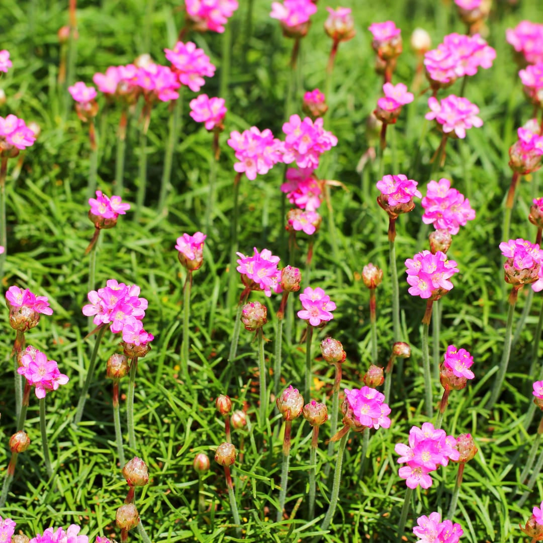 Grasnelke Armeria maritima ‘Splendens’ – 10-25cm – Ø9cm – Winterharte Staude mit rosa Blüten