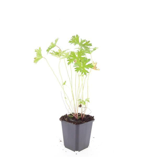 Storchschnabel Geranium 'Johnson's Blue' – ↕10-25cm – Ø9cm – Winterharte Staude & Bodendecker – Leuchtend blaue Blüten – Plant
