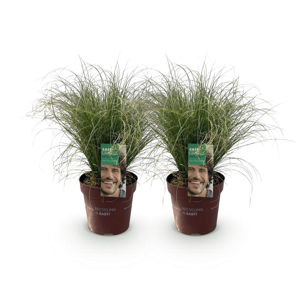 Neuseeland Segge Carex comans Frosted Curls – Ø17cm – Immergrün – Pflegeleicht – Elegantes Ziergras mit silbernem Glanz – Höhe ca. 50cm – Plant