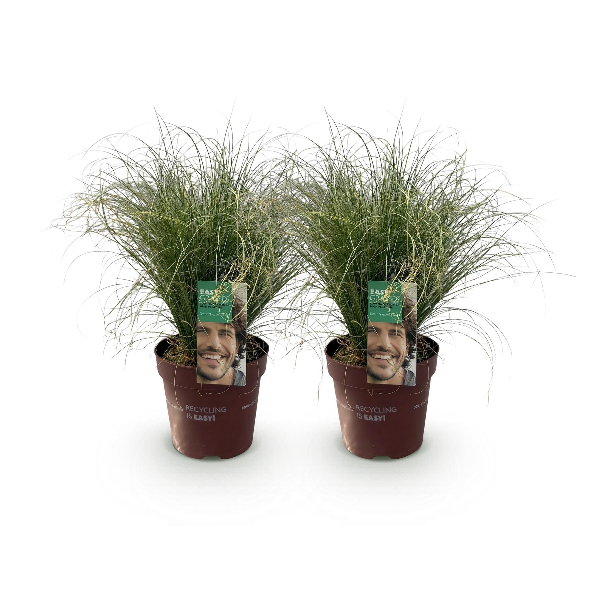 Neuseeland Segge Carex comans Frosted Curls – Ø17cm – Immergrün – Pflegeleicht – Elegantes Ziergras mit silbernem Glanz – Höhe ca. 50cm – Plant