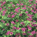 Geranium macrorrhizum Bevan's Variety – Ø9cm – Höhe 10-25cm – Winterharte Bodendecker Staude – Rosa Blüten – Pflegeleicht für Beet & Garten