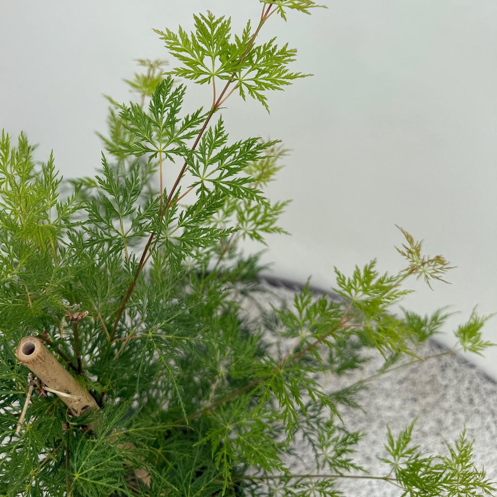 Japanischer Ahorn – Acer palmatum 'Emerald Lace' – Balkonpflanze – ca. 70cm hoch – Topf Ø19cm – feingeschnittenes grünes Laub, herbstliche Gold – Plant