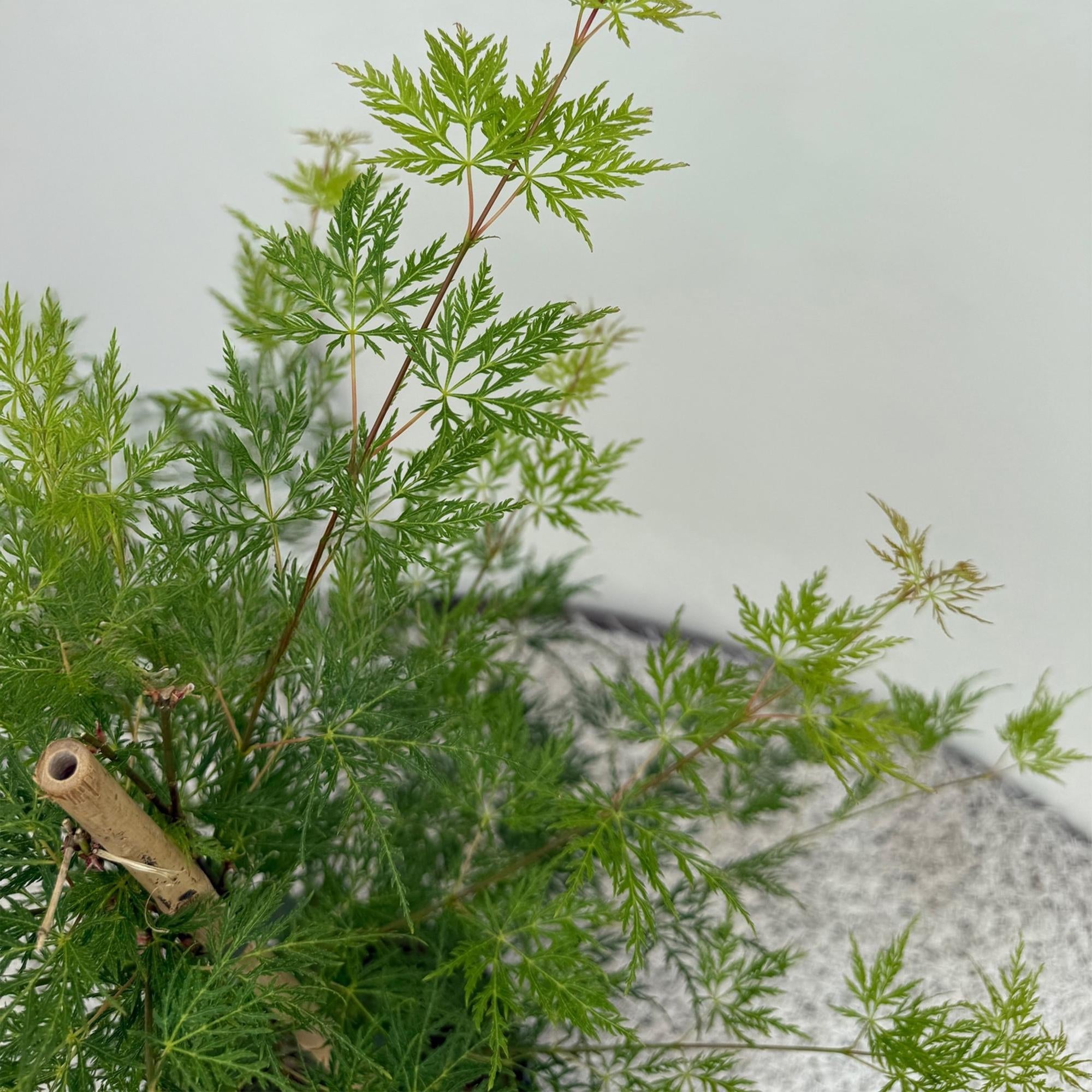Japanischer Ahorn – Acer palmatum 'Emerald Lace' – Balkonpflanze – ca. 70cm hoch – Topf Ø19cm – feingeschnittenes grünes Laub, herbstliche Gold – Plant