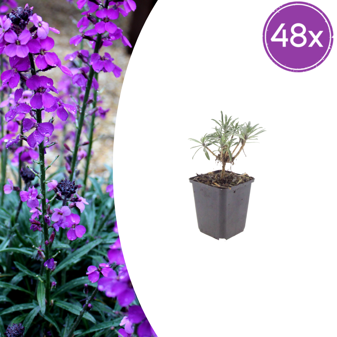 Erysimum Bowles Mauve – Goldlack Staude – 10-25cm – Ø9cm – Langblühende Gartenpflanze für Sonne – Bienenfreundliche Blühstaude für Beet & Kübel