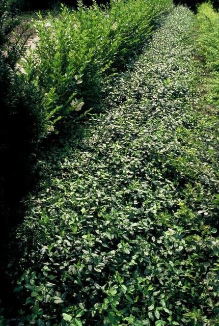 Spindelstrauch – Euonymus fortunei 'Dart's Blanket' – ↕10-25cm – Ø9cm – Schattentolerant – Winterhart – Pflegeleicht – Plant