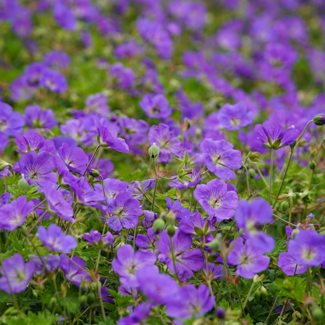 Geranium Azure Rush – Ø9cm – Höhe 10-25cm – Winterharte Staude – Hellblaue Blüten – Bodendecker für Beet, Steingarten & Kübel