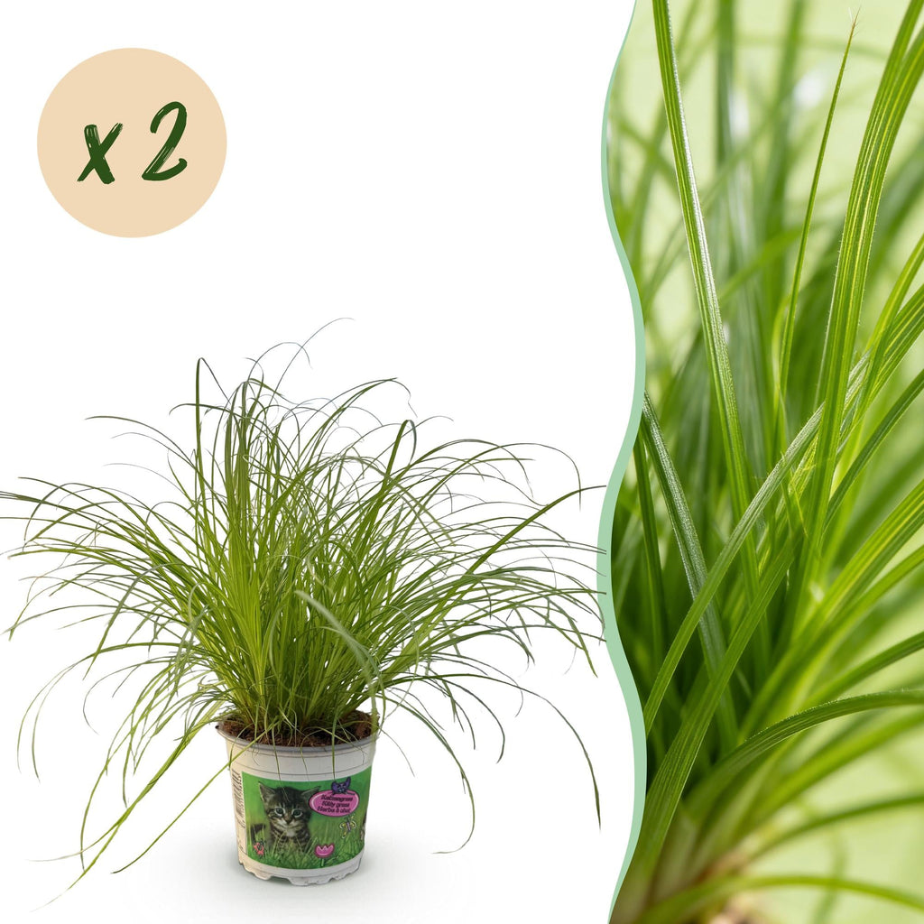Cyperus alternifolius Zumula – Set – Ø12cm Höhe 28-30cm – Katzengras mit fächerförmigen Blättern – Haustierfreundliche Zimmerpflanze